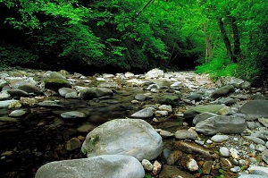 Torrente Turrite